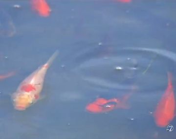 Temor por invasión de peces dorados