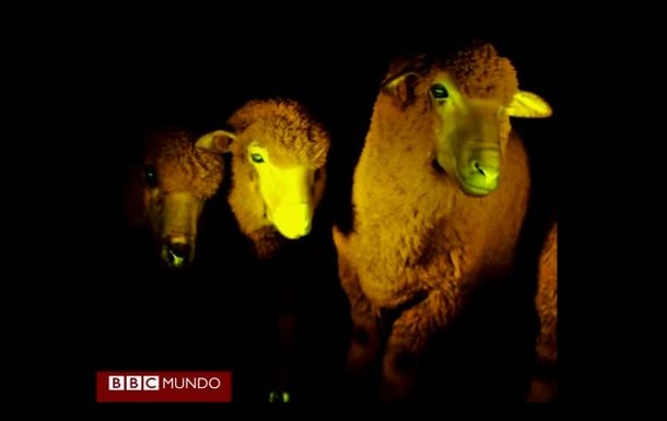 En Uruguay, crean nueve ovejas fluorescentes