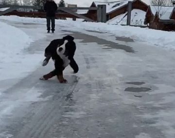 En cámara lenta: mirá como patina un perro