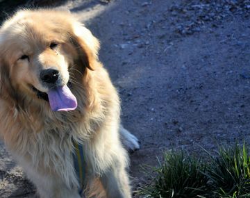 Santino fue robado de su casa en Tandil hace más de 20 días
