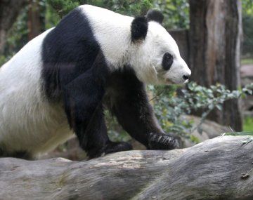 Video impactante: así se escapó un oso panda de un zoológico de Beijing