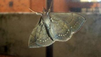 las polillas de buenos aires invadieron las redes sociales las polillas de buenos aires invadieron las redes sociales