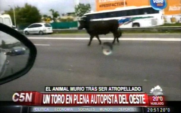 Insólito: una corrida de toros en la autopista del Oeste