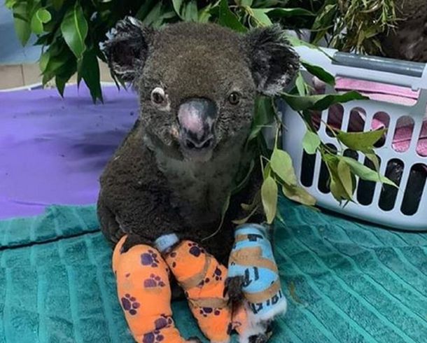 Cómo evoluciona el koala rescatado de los incendios de Australia: Está recibiendo un alivio contra el dolor