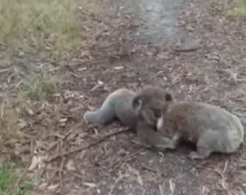 La pelea de dos koalas