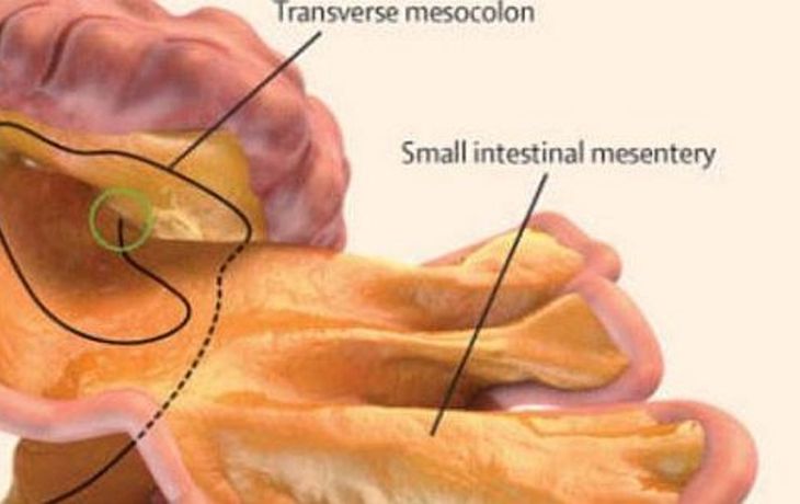 Descubren nuevo órgano