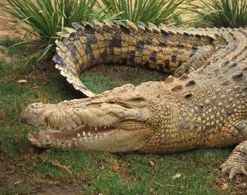 Cocodrilo australiano