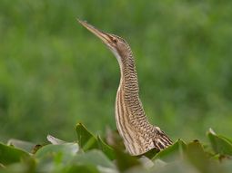 Sorpresa por la aparición de un extraño pájaro en Temperley