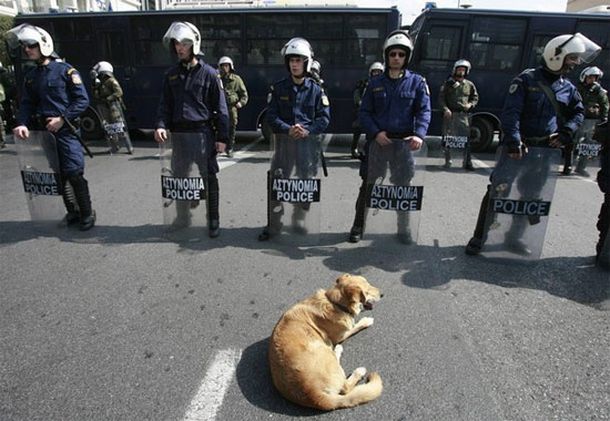 Dog-police