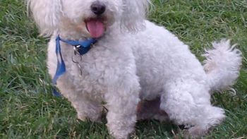 la justicia ordeno un adn y una mujer recupero a su caniche la justicia ordeno un adn y una mujer recupero a su caniche