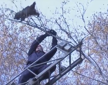 Bomberos intentan bajar un mapache de un árbol