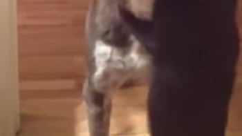 un gato le muestra su carino a un perro un gato le muestra su carino a un perro