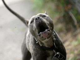 Un pitbull atacó a un jóven que cumplía arresto domicialiario.