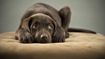 las mascotas y la pirotecnia las mascotas y la pirotecnia