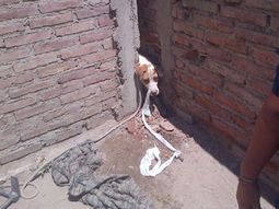 emotivo rescate de toto, un perro asustado por la pirotecnia que quedo atrapado emotivo rescate de toto, un perro asustado por la pirotecnia que quedo atrapado