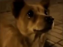 El conmovedor gesto de una chica con un perro callejero