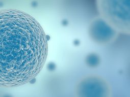 cientificos logran un avance clave para crear nuevos organos cientificos logran un avance clave para crear nuevos organos