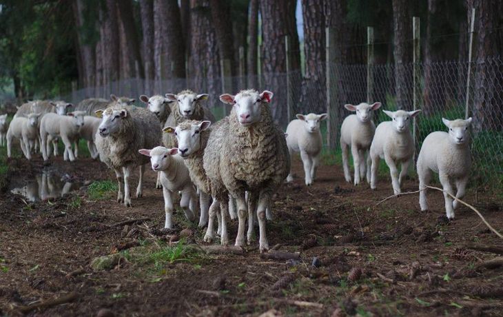 Investigan siniestros asesinatos de ovejas marcadas con símbolos satánicos