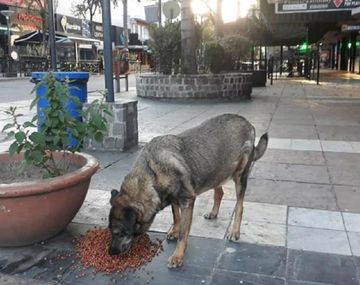 Córdoba: municipio alimenta a los perros callejeros durante la cuarentena
