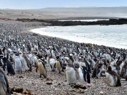 Pingüinos en Punta Tombo, provincia de Chubut
