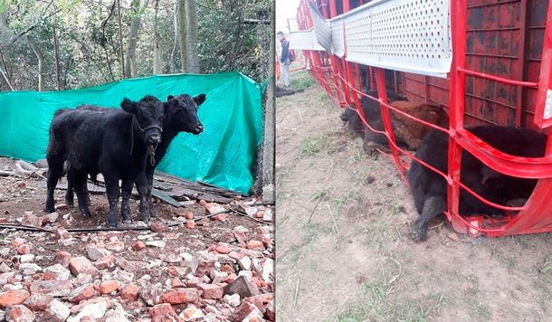 Otra vez volcó un camión con terneros y los carnearon en la ruta: Algunos tenían 3 meses y el tamaño de un perro