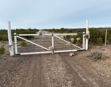 Robaron siete borregos