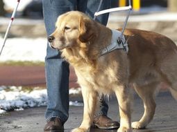 sancionan a un taxista que se nego a llevar a un hombre ciego con su perro lazarillo sancionan a un taxista que se nego a llevar a un hombre ciego con su perro lazarillo