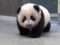 Un panda bebé que no tiene ganas de irse a dormir