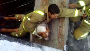emocionante rescate a una perra que vivio sola desde que murio su duena emocionante rescate a una perra que vivio sola desde que murio su duena