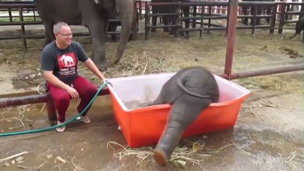 Así se divierte un elefante bebé cuando lo bañan