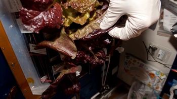 astronautas ya pueden comer lechuga cultivada en el espacio astronautas ya pueden comer lechuga cultivada en el espacio