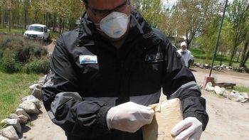 quemaron 343 kilos de marihuana secuestrada en pasos fronterizos de neuquen quemaron 343 kilos de marihuana secuestrada en pasos fronterizos de neuquen