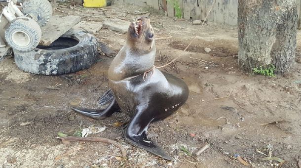 Ecuador: tenían a un lobo marino atado a un árbol en una casa