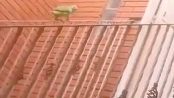 loro skater se divierte deslizandose por una baranda loro skater se divierte deslizandose por una baranda