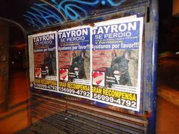 una familia empapelo la ciudad buscando a su perro una familia empapelo la ciudad buscando a su perro