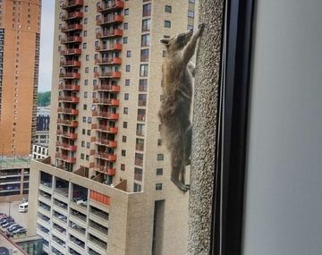 Un mapache trepó 23 pisos - Crédito:&nbsp;@Johnson88Ben