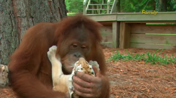 Un tierno orangután cuida a tres cachorros de tigres