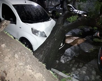 Árbol caído en Dolores y Directorio