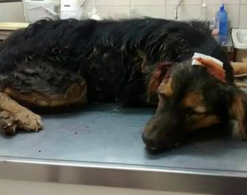 El perro fue rescatado pero murió en la veterinaria