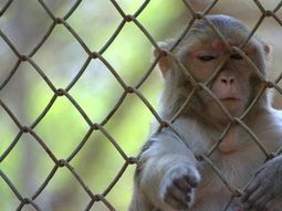 un mono fue capturado y encarcelado por ladron en la india un mono fue capturado y encarcelado por ladron en la india