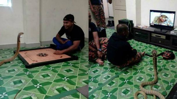 Hacen de todo juntos en lo que podría ser un matrimonio feliz