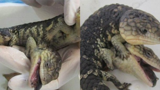 Descubren un lagarto de dos cabezas en un jardìn de Australia