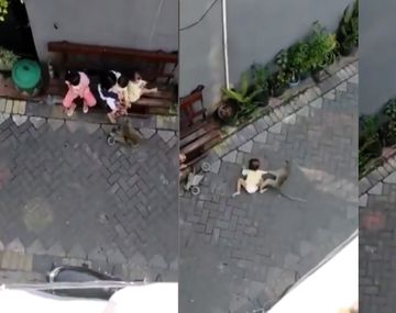 Indonesia: el video de un mono se volvi&oacute; viral en las redes sociales&nbsp;