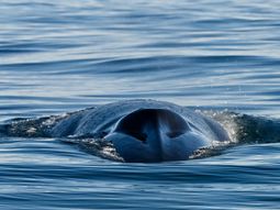 sorpresa en comodoro rivadavia por el avistaje de una ballena azul que paso a metros de un bote sorpresa en comodoro rivadavia por el avistaje de una ballena azul que paso a metros de un bote
