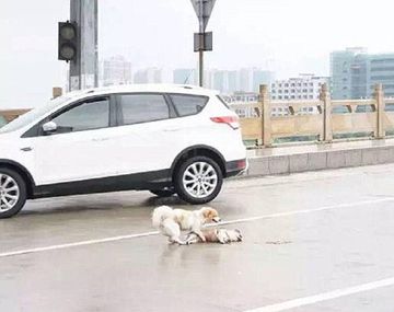 Conmovedor: Perro trata de reanimar a otro