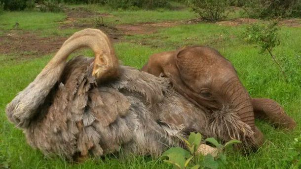 Pea se siente parte de la manada y cuida a los cachorros