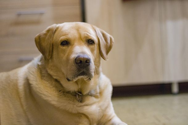 La Plata: mató a puñaladas al perro de su vecino y fue detenido