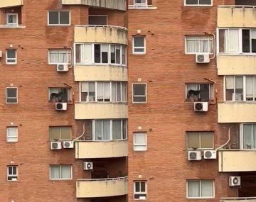 Maltrato animal en un edificio de Belgrano