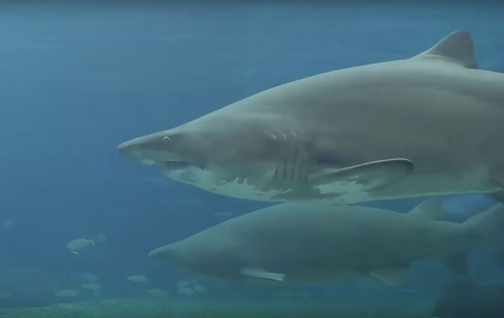 VIDEO: Un tiburón casi el arranca el brazo a un buzo en un acuario