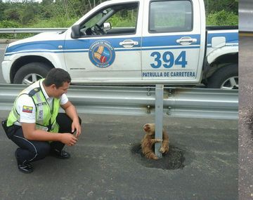 Un perezoso atrapado en la ruta